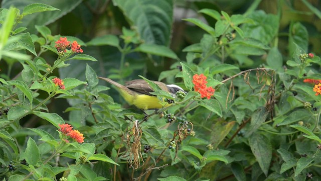 Social Flycatcher - ML657571331