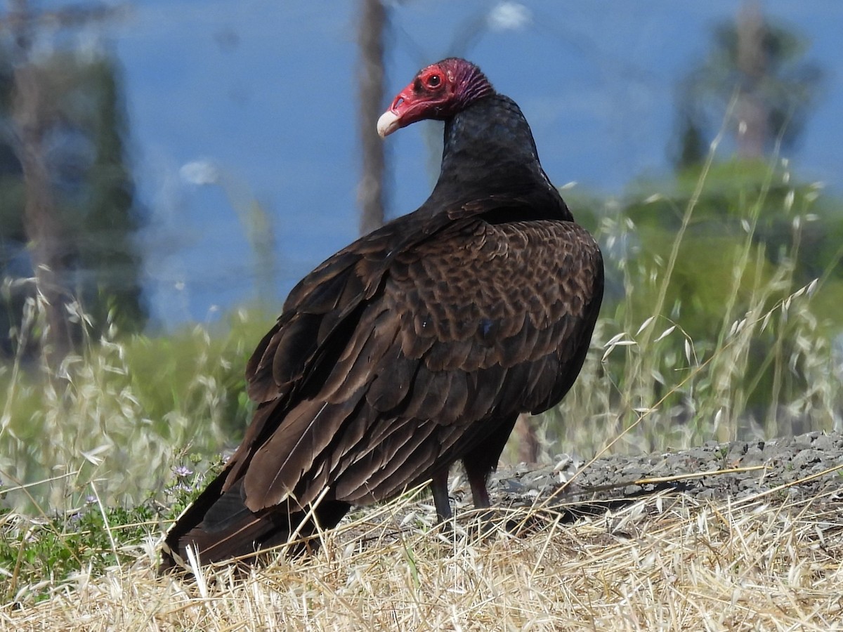 Urubu à tête rouge - ML657571853