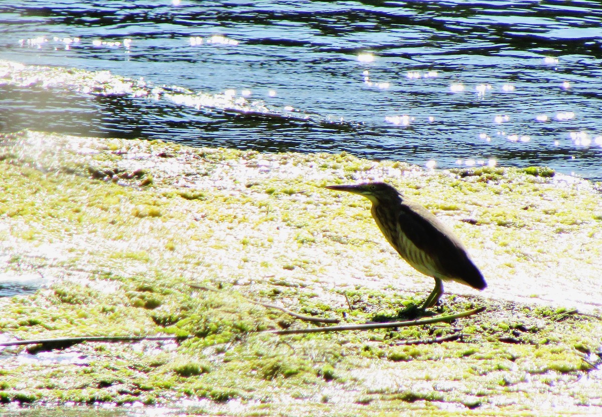 Squacco Heron - ML65757251