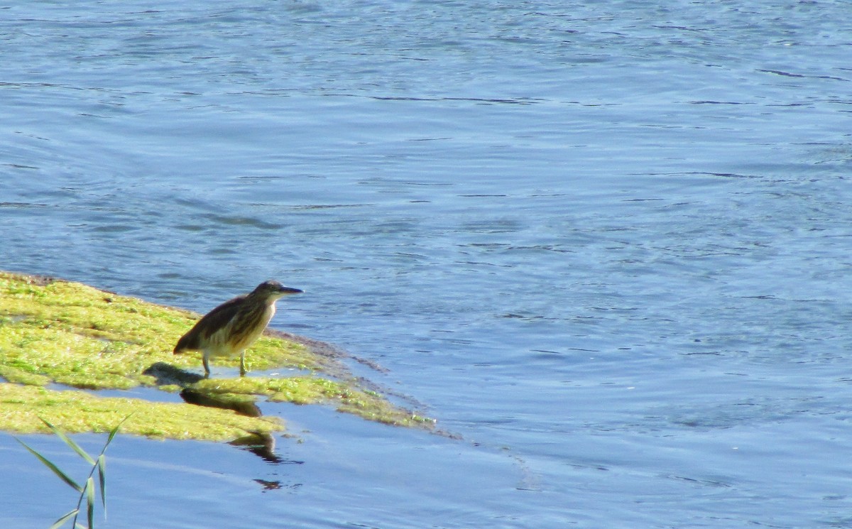 Squacco Heron - ML65757271