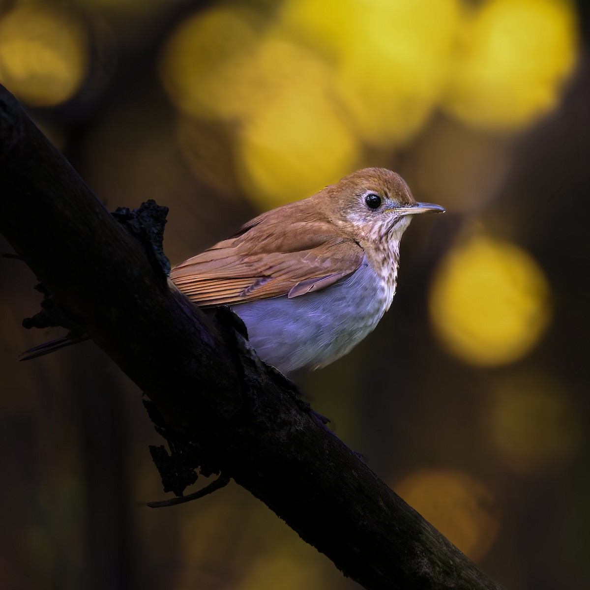 Veery - ML657573140