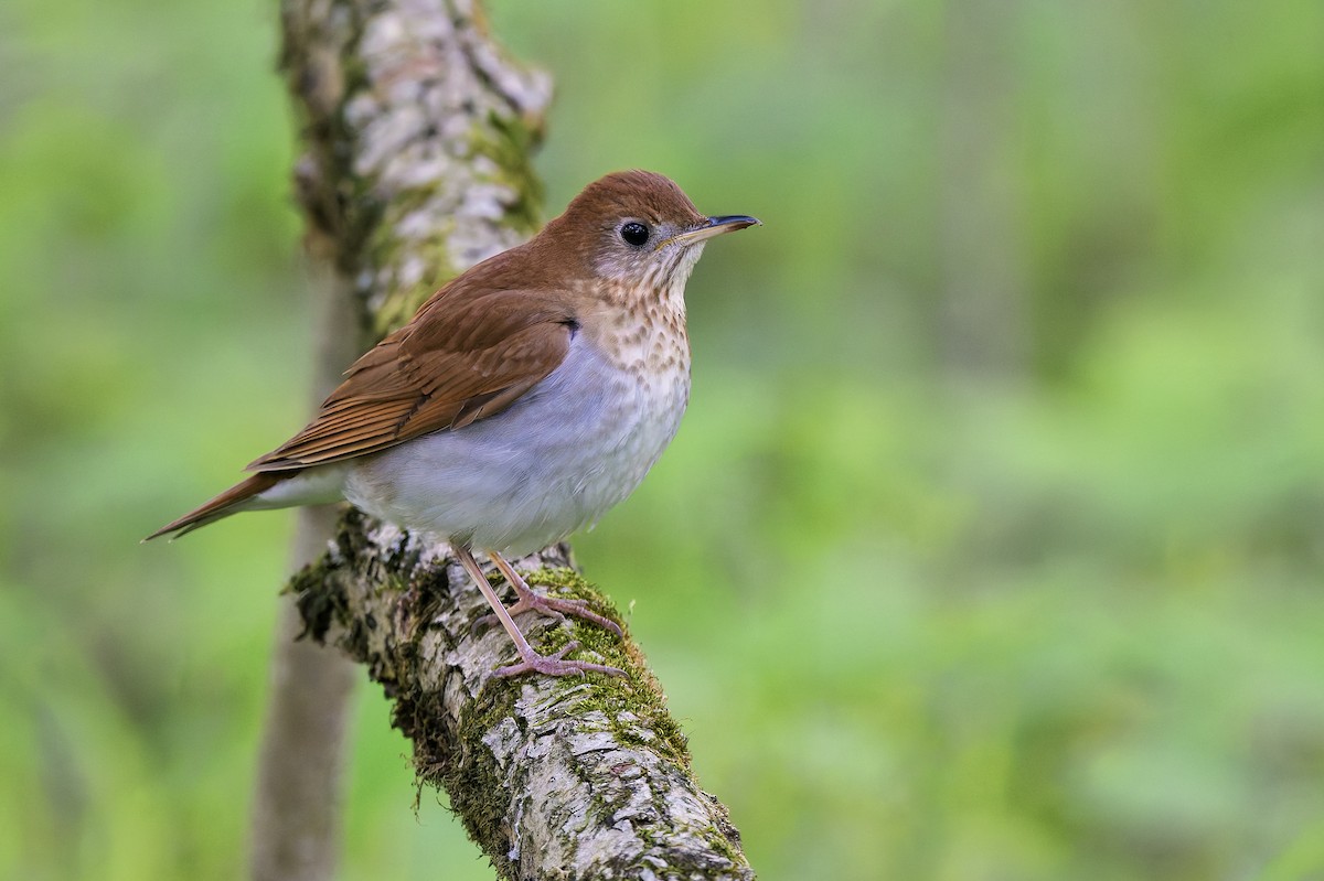 Veery - ML657573141