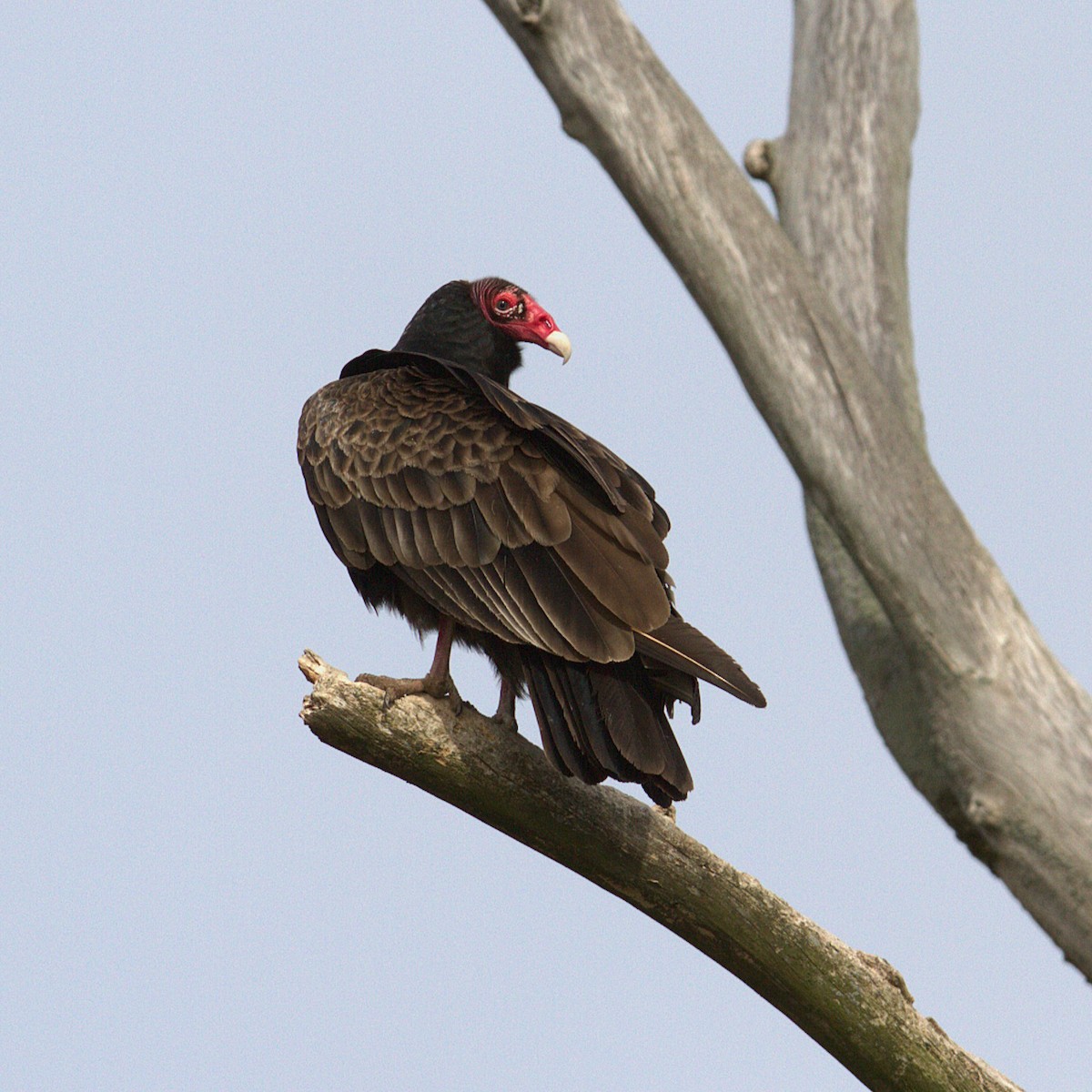 Urubu à tête rouge - ML657573701
