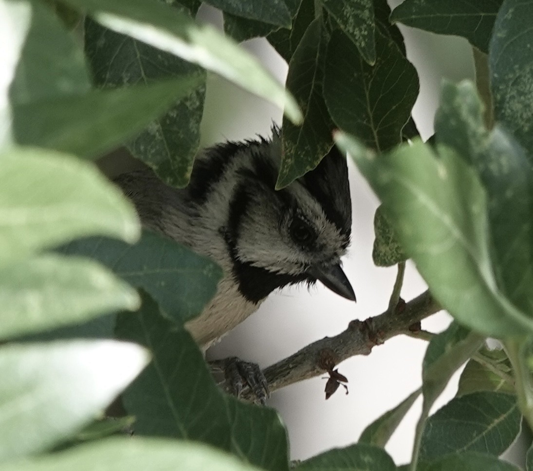 Mésange arlequin - ML657573712