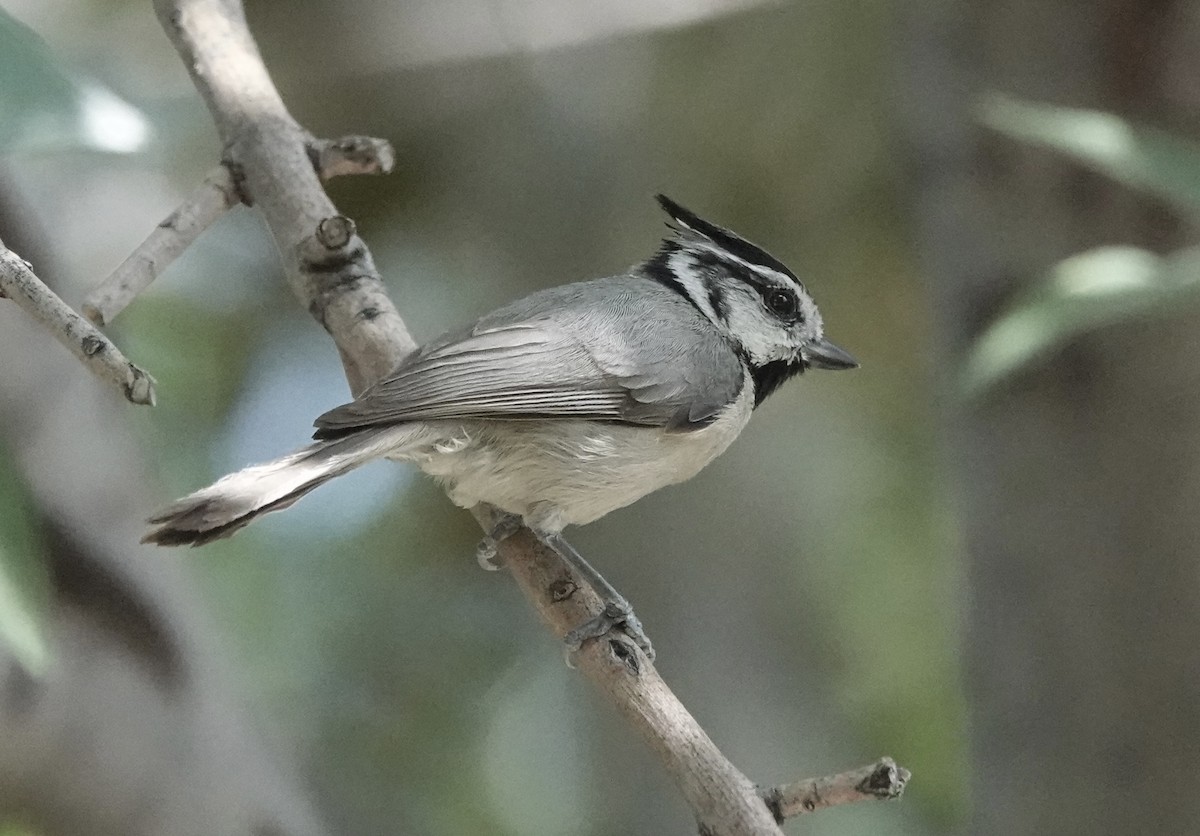 Mésange arlequin - ML657573713
