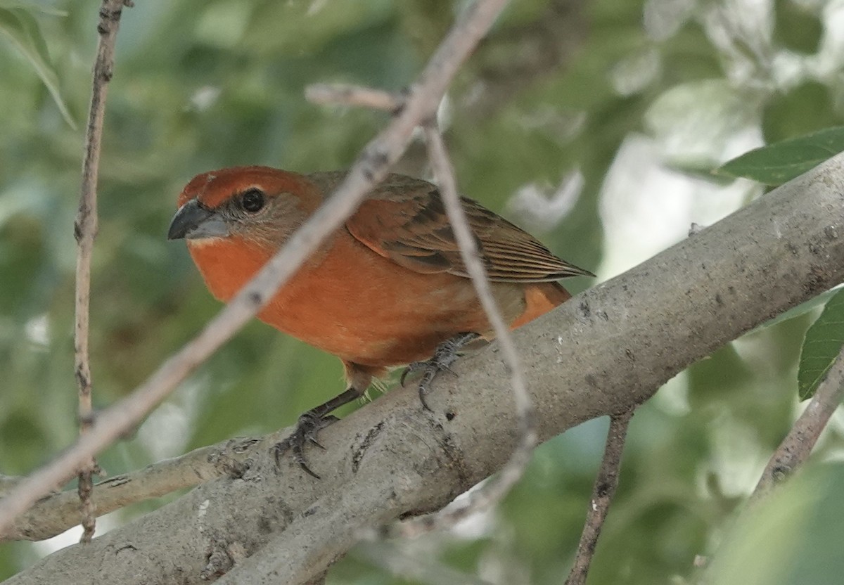 Piranga orangé (groupe hepatica) - ML657573773