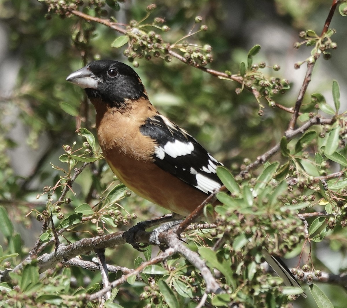 Cardinal à tête noire - ML657573845