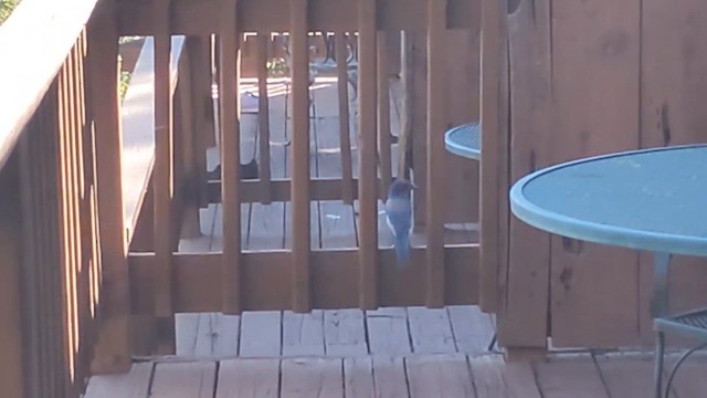 California Scrub-Jay - ML657573886