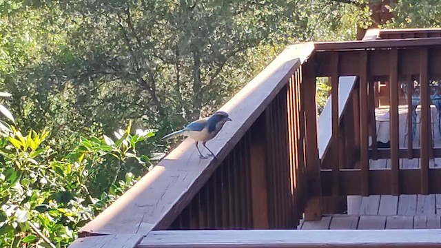 California Scrub-Jay - ML657573888