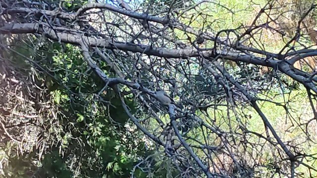 Bushtit - ML657573902