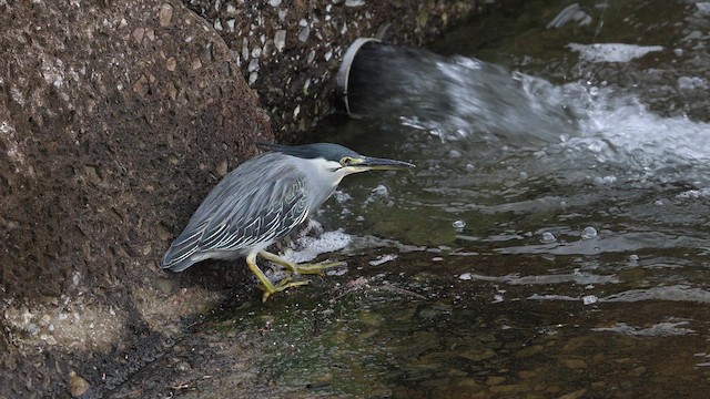 綠簑鷺 - ML657574006