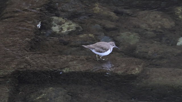 磯鷸 - ML657574062