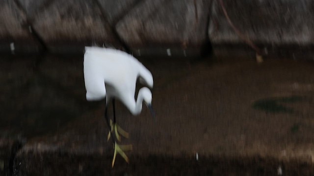 小白鷺 - ML657574086