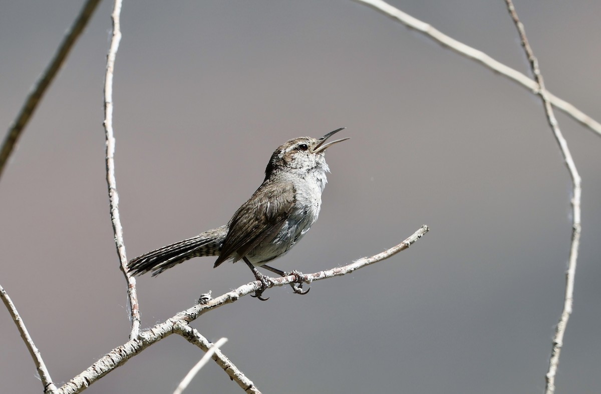 Bewick's Wren - ML657574328