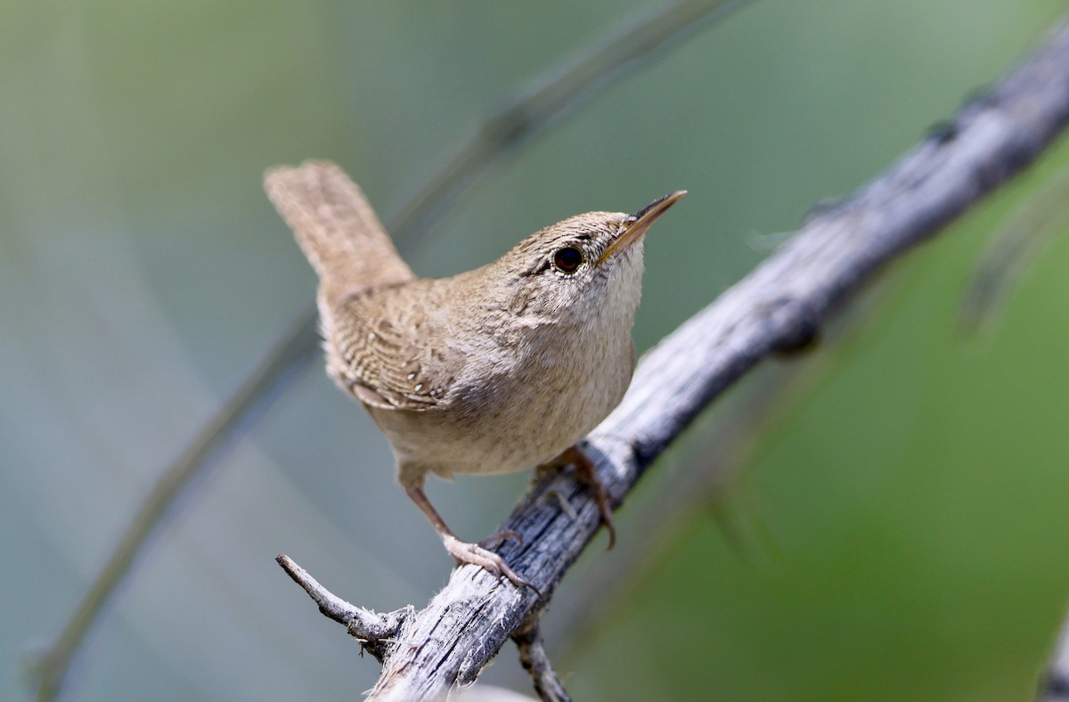 Northern House Wren - ML657574336