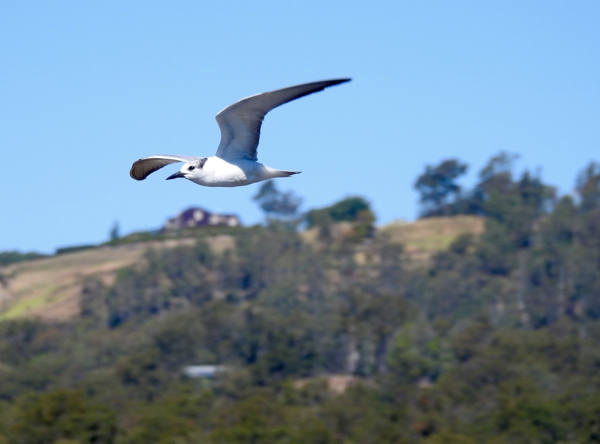 Whiskered Tern - Michael Daley