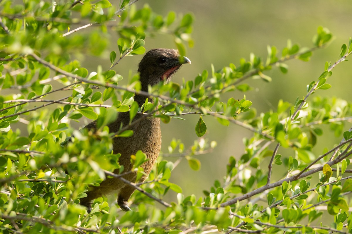Plain Chachalaca - ML657576733