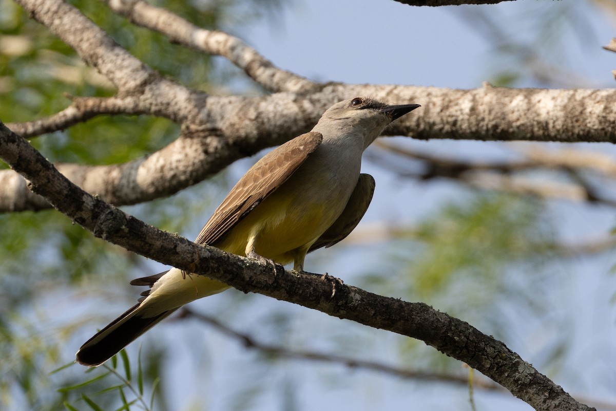 Western Kingbird - ML657576758