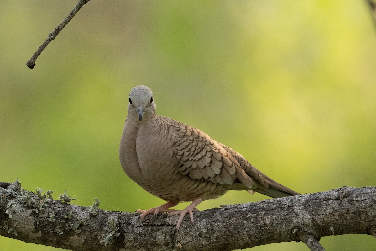 Inca Dove - ML657576779