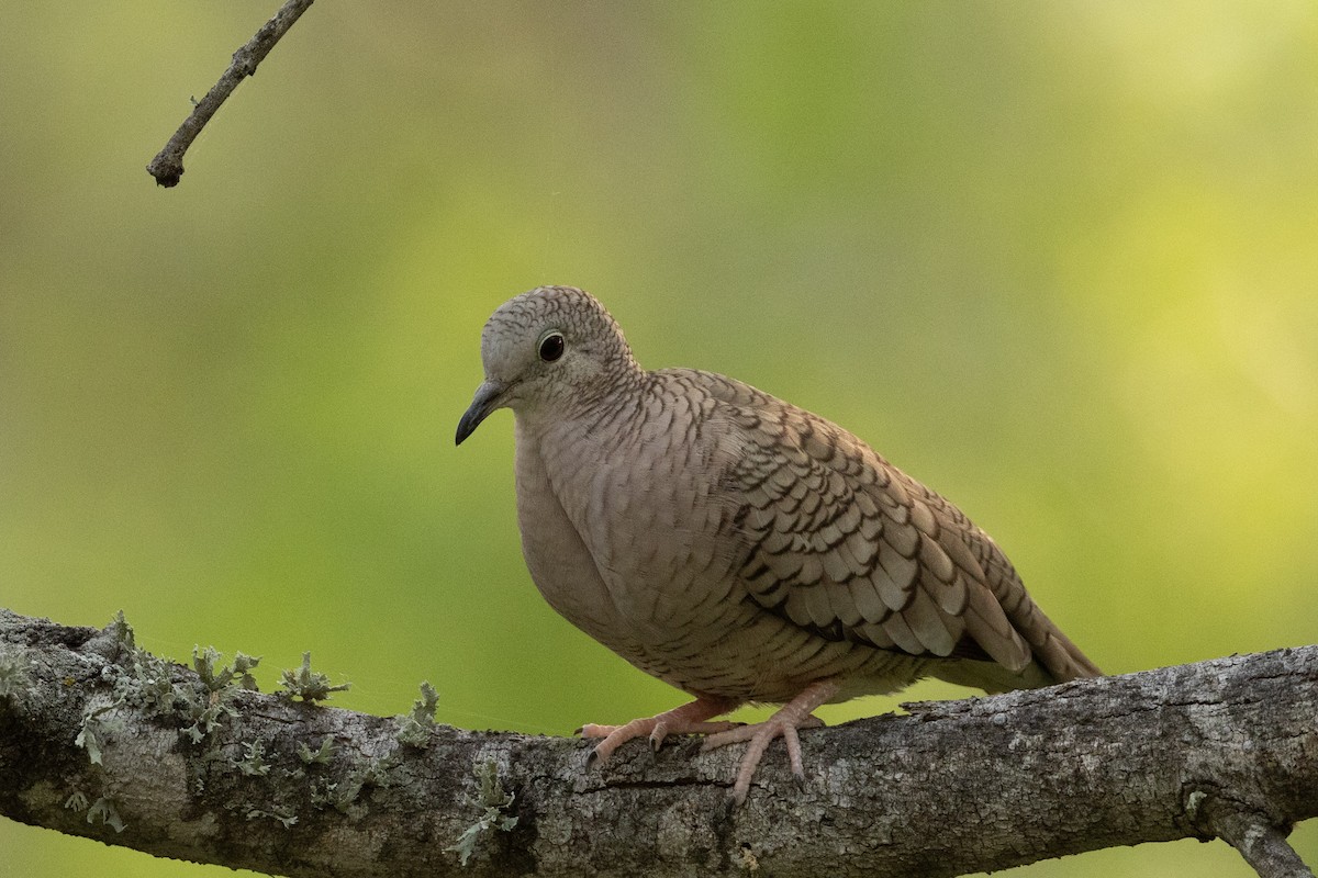 Inca Dove - ML657576786