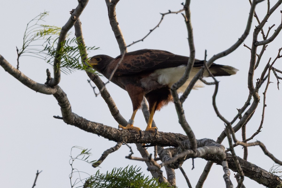 Harris's Hawk - ML657576902