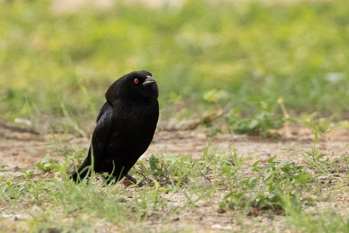 Bronzed Cowbird - ML657576928