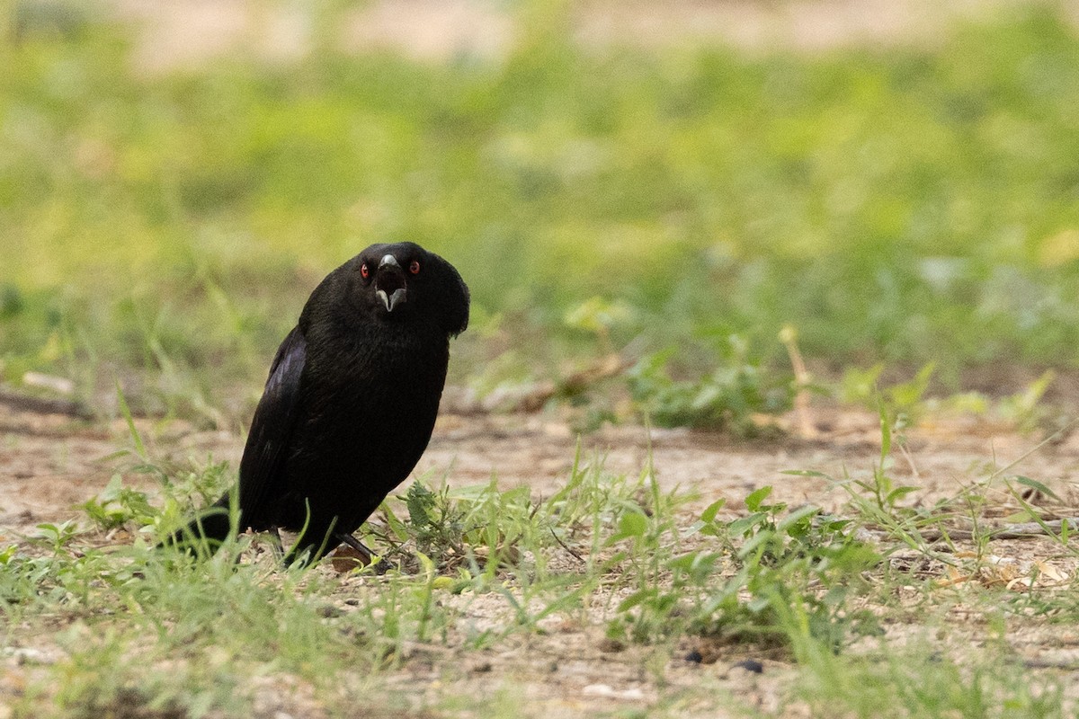 Bronzed Cowbird - ML657576947