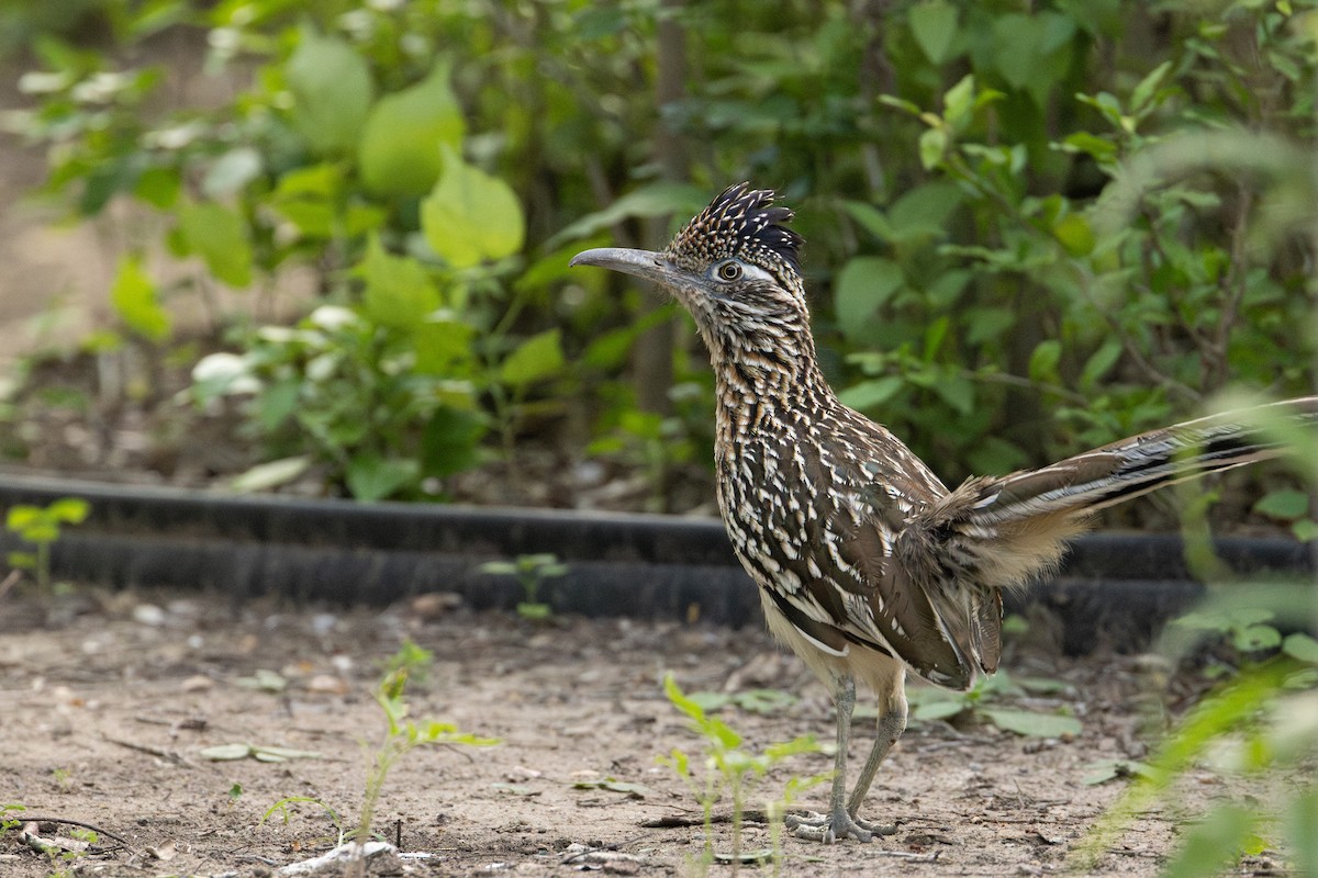 Greater Roadrunner - ML657576961