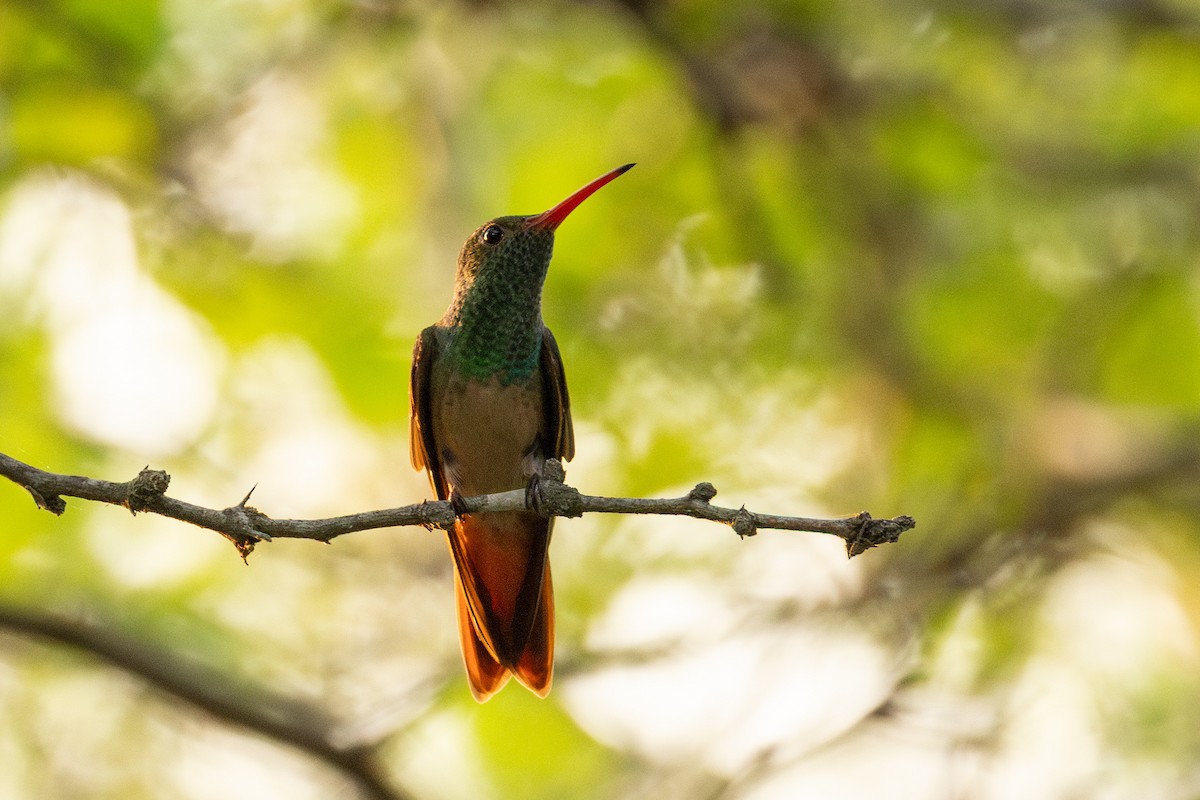 Buff-bellied Hummingbird - ML657576975