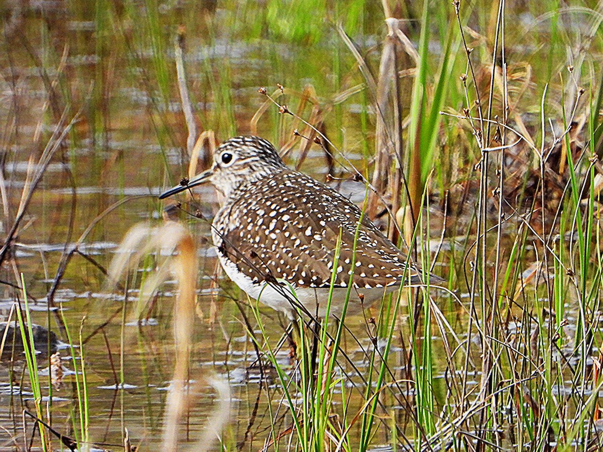 Andarríos Solitario - ML657578098