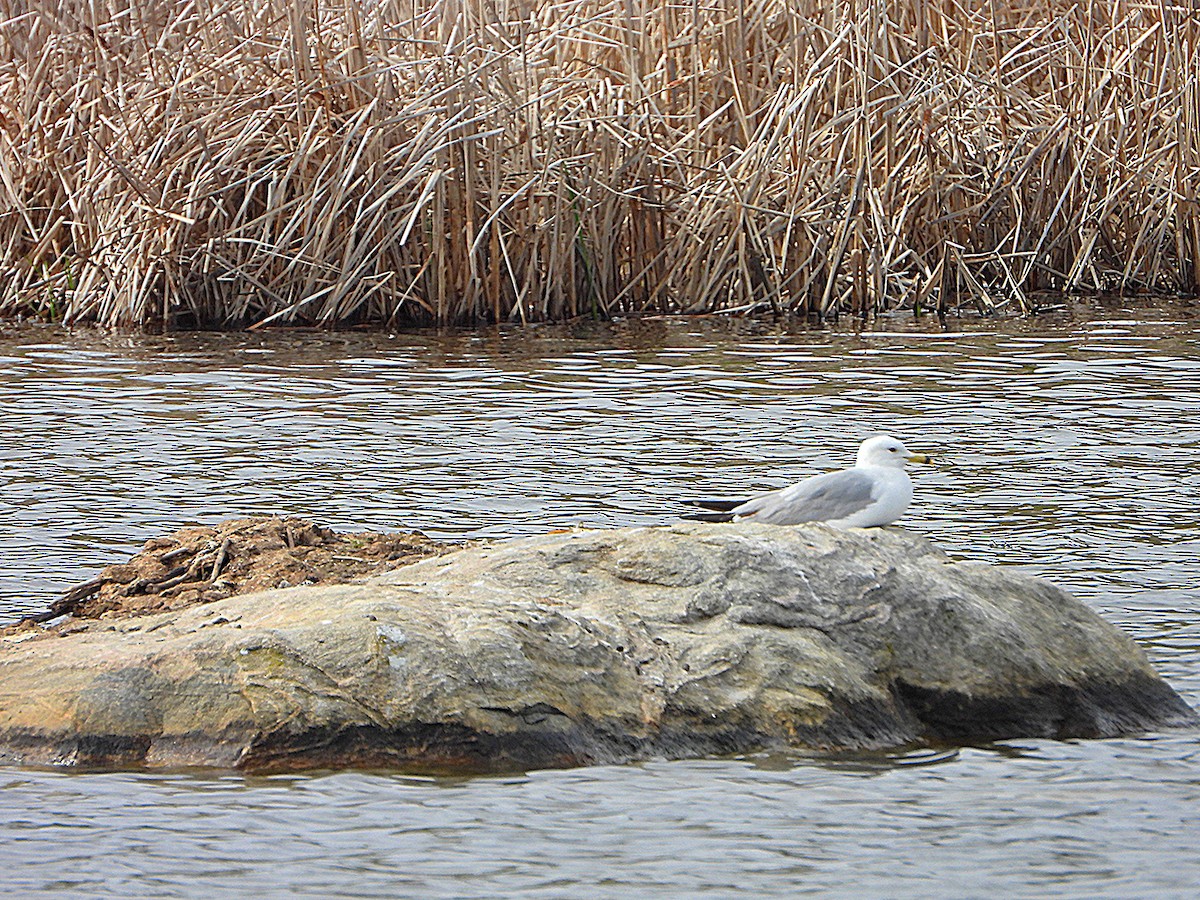Gaviota de Delaware - ML657578136