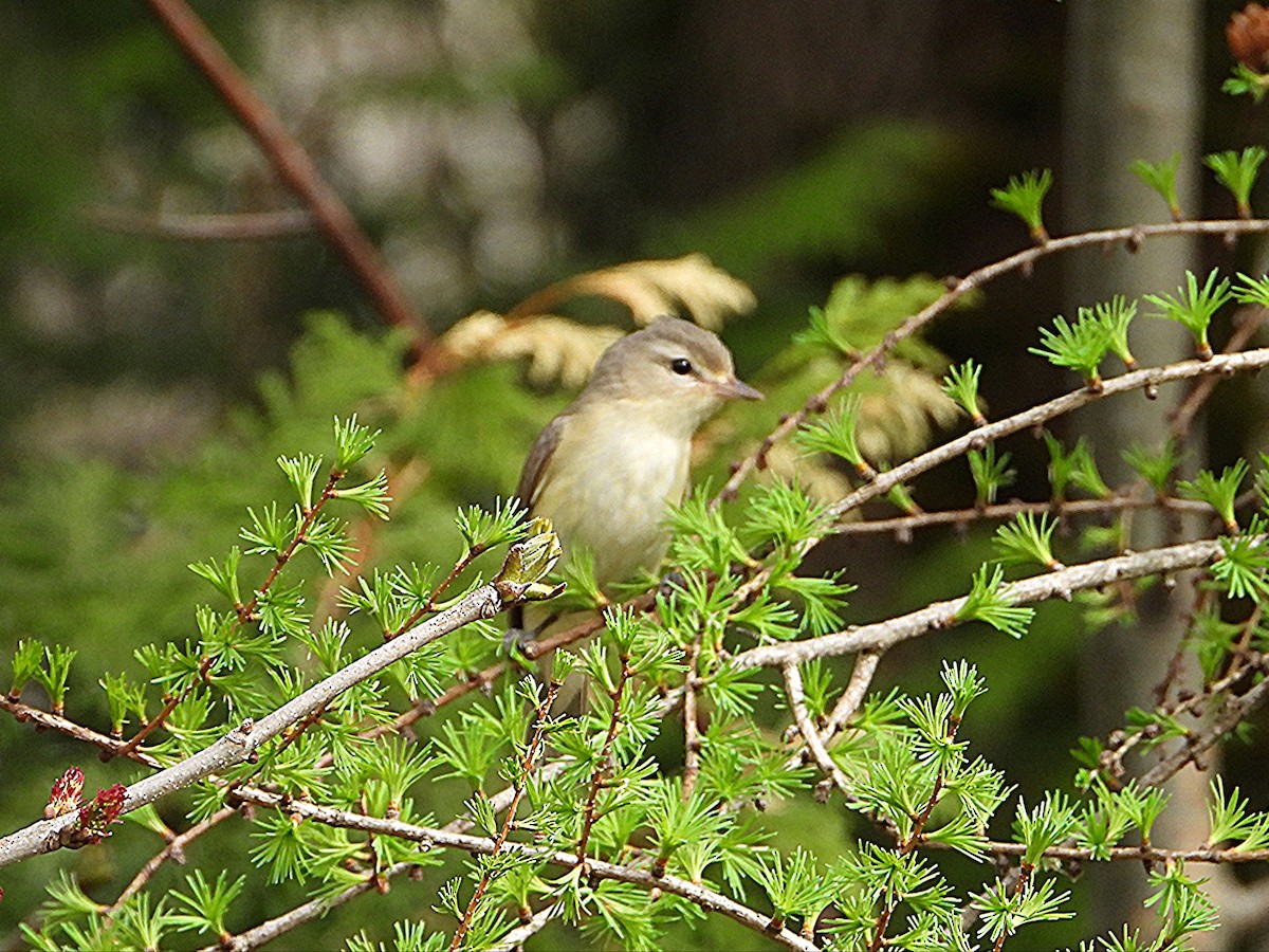 Vireo Gorjeador Oriental - ML657578232