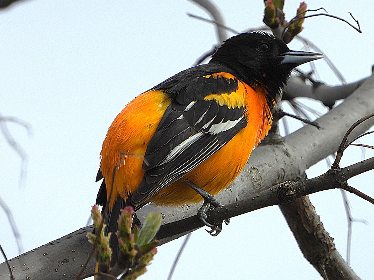 Turpial de Baltimore - ML657578325