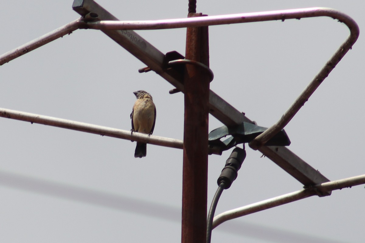 Morelet's Seedeater - ML657578529