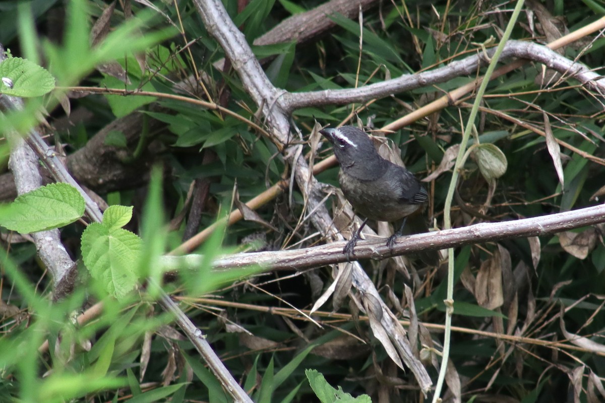 Cinnamon-bellied Saltator - ML657578540