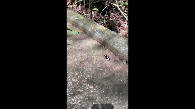 Animali - ML657578772