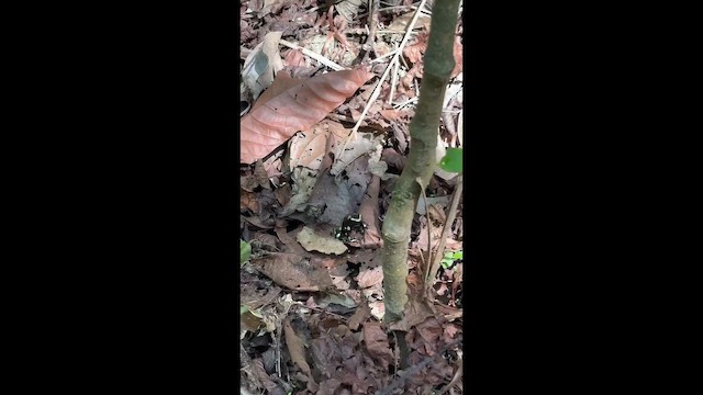 Animali - ML657578790