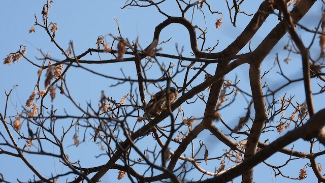 Colima Pygmy-Owl - ML657579085