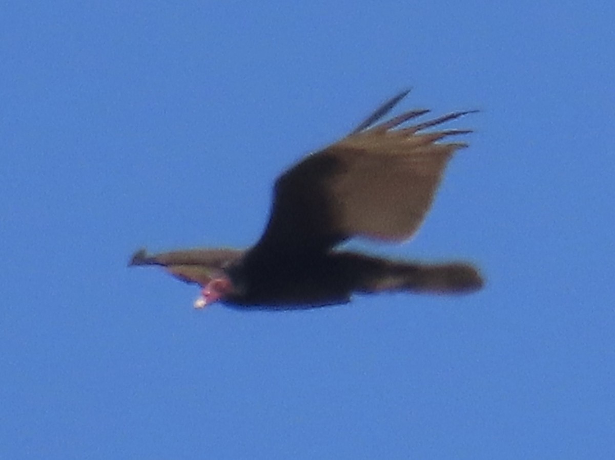 Urubu à tête rouge - ML657579326