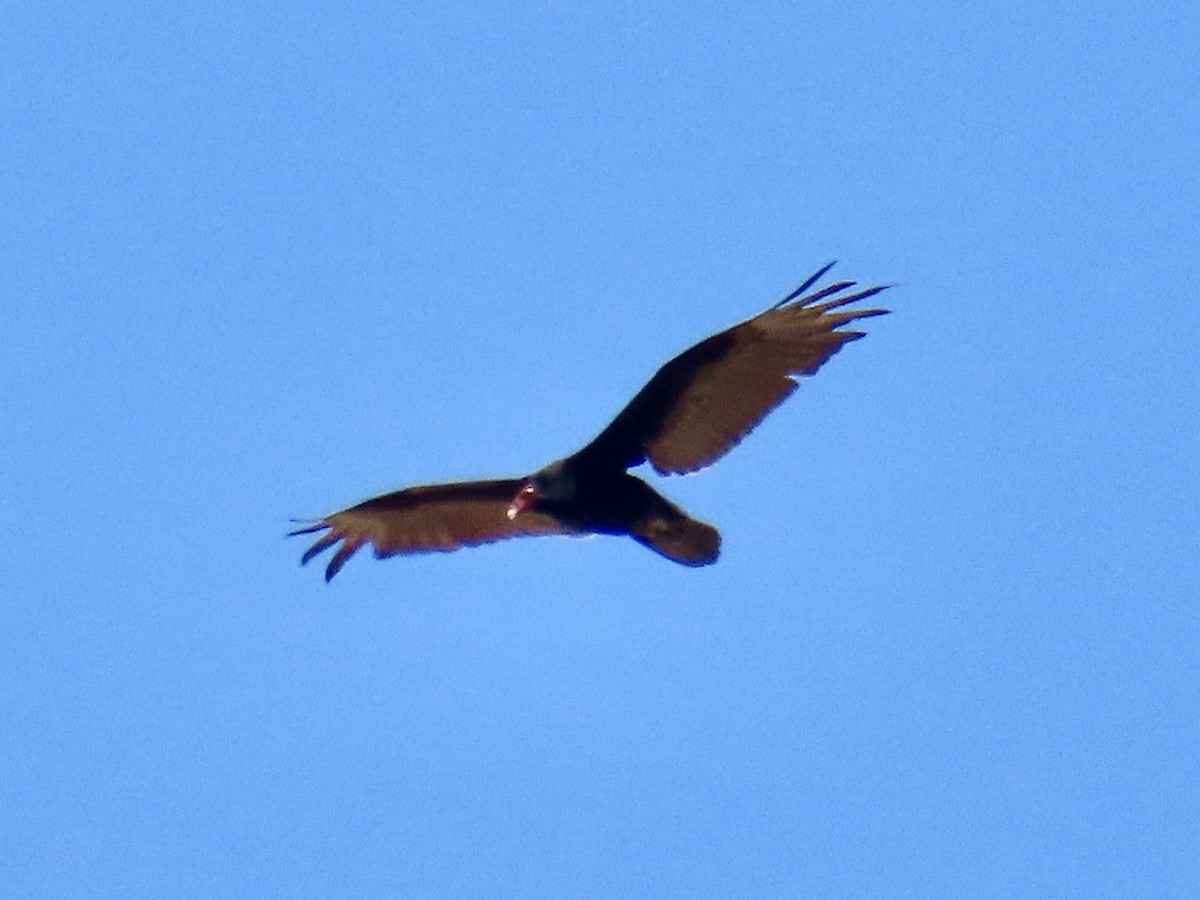 Urubu à tête rouge - ML657579328