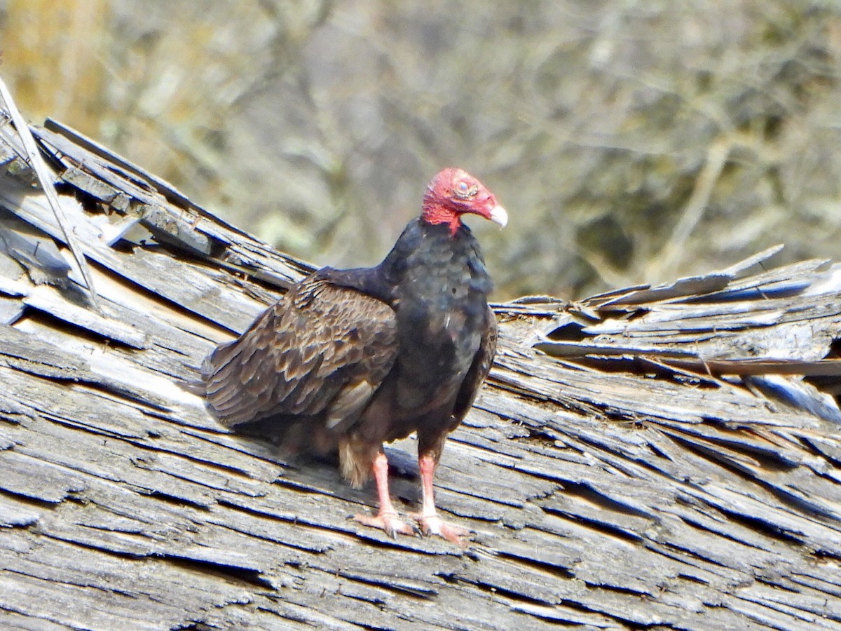 Urubu à tête rouge - ML657579352