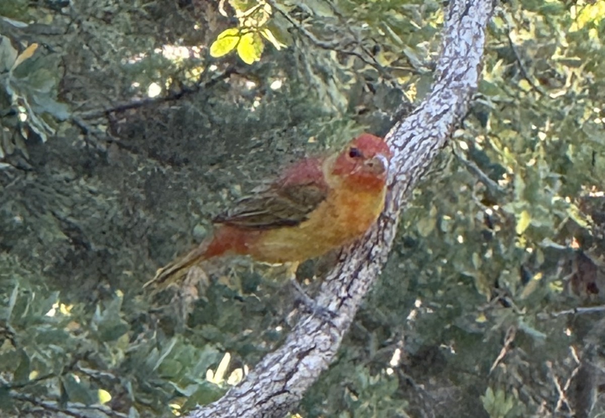 Summer Tanager - ML657580064