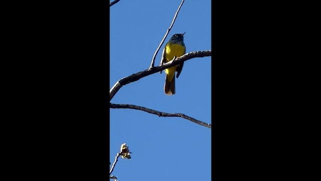 Цитринка західна - ML657580493