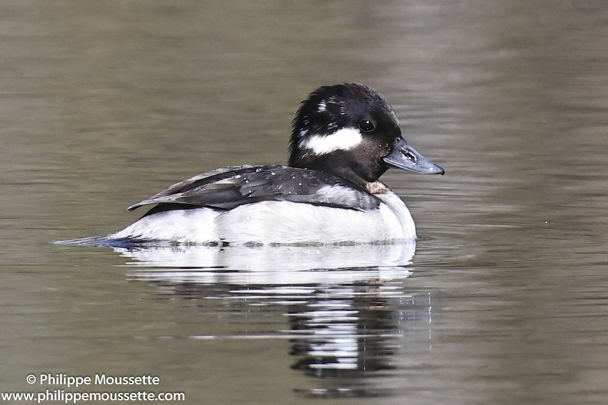 Bufflehead - ML657581054