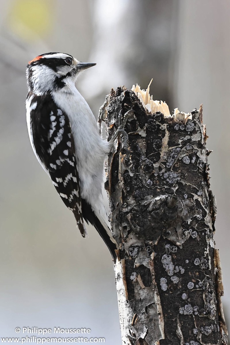 Downy Woodpecker - ML657581068