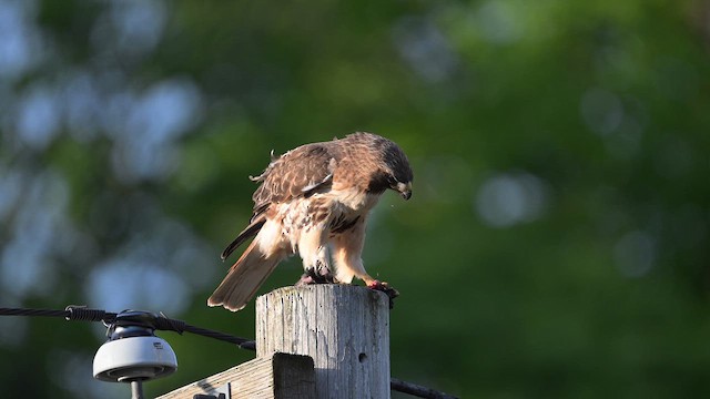 Канюк неоарктичний - ML657581156