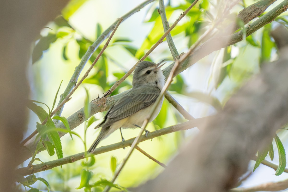 Western Warbling Vireo - ML657581789