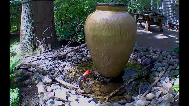 Scarlet Tanager - ML657582541