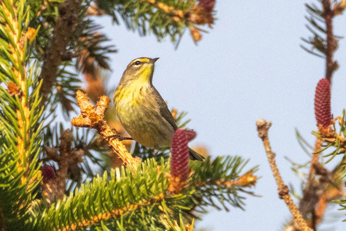 Palm Warbler (Western) - ML657582658