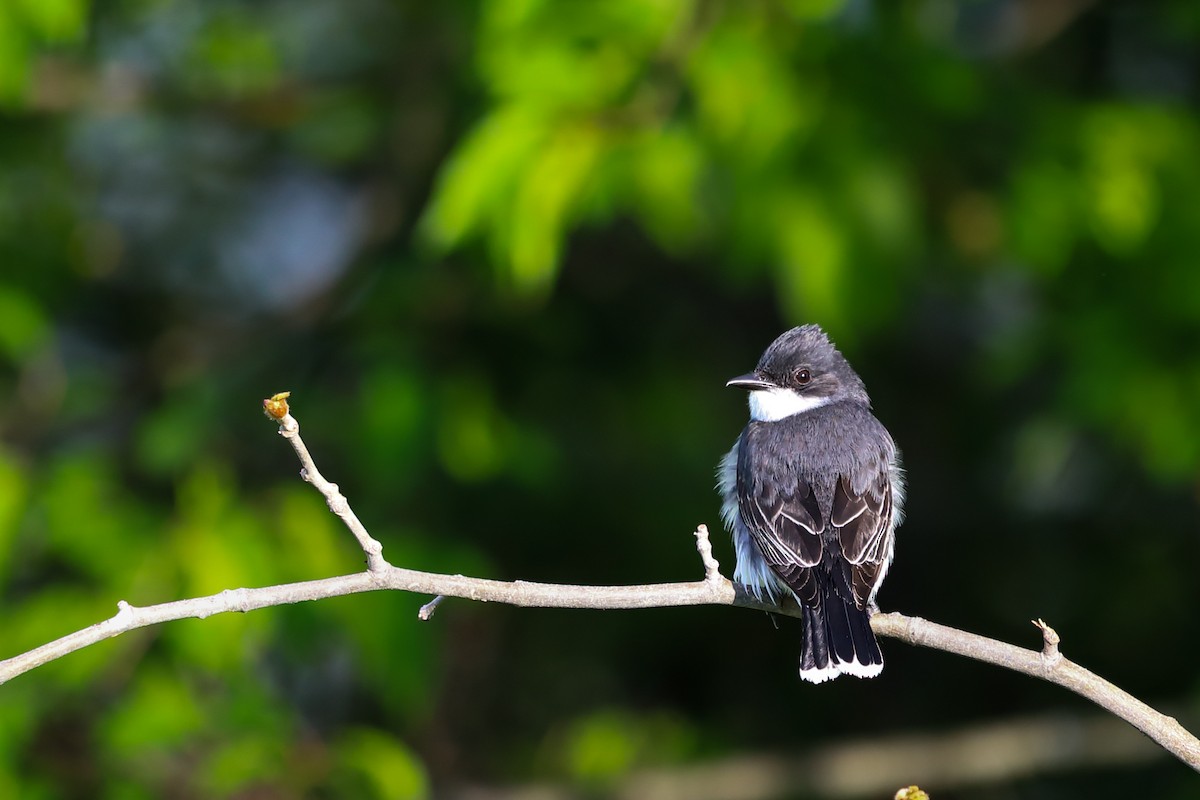 eBird Checklist - 13 May 2026 - Greenlick Run Lake - 43 species